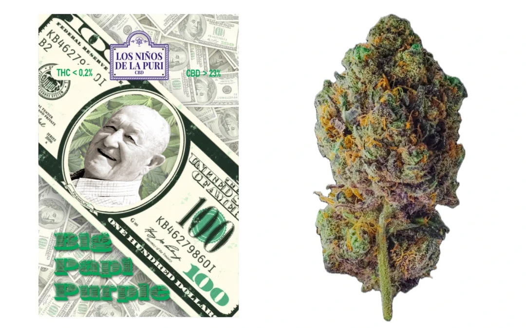 Big Papi Purple Hidropónico