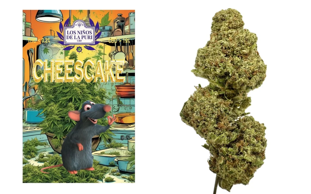 Cheesecake Hidropónico Cbd