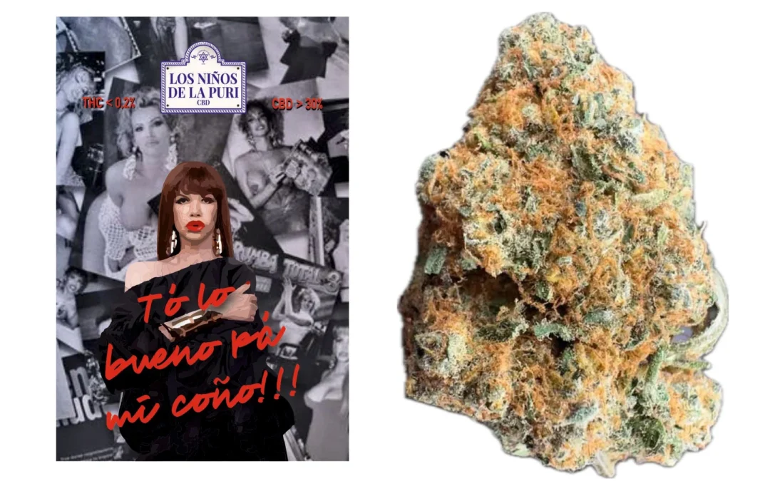 VENENO Hidropónico CBD 