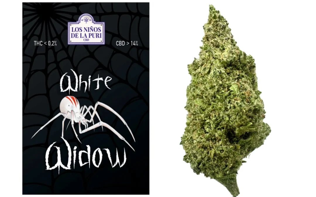 White Widow Hidropónico Cbd