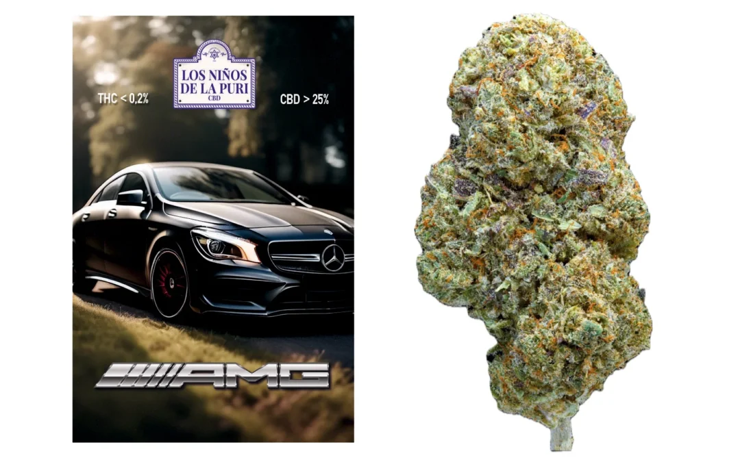 AMG Hidropónico Cbd