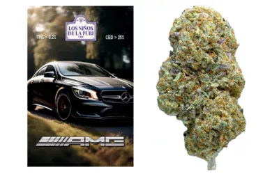 AMG Hidropónico Cbd