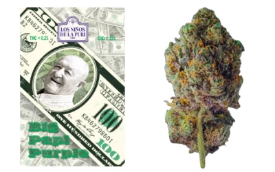 Big Papi Purple Hidropónico