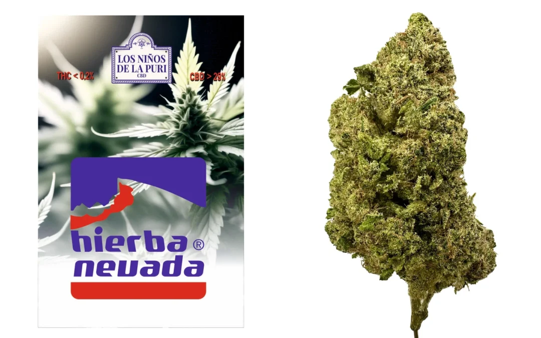 Hierba Nevada Hidropónico Cbd