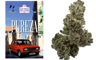 PUREZA Hidropónico CBD