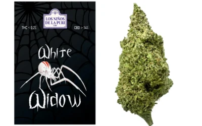 White Widow Hidropónico Cbd