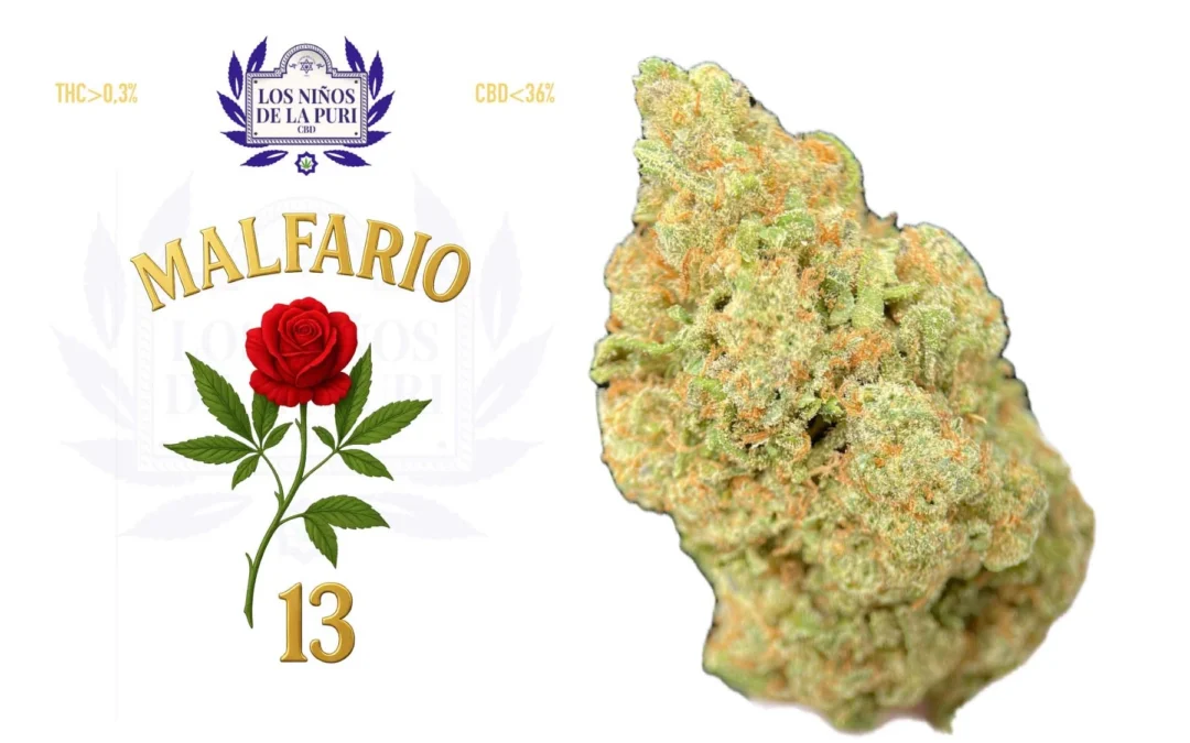 Malfario 13 CBD